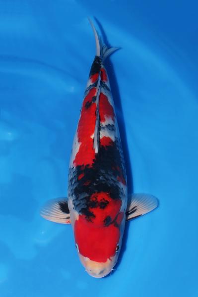 昭和♂　　50㎝