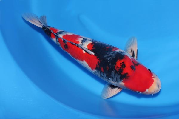 昭和♂　　50㎝