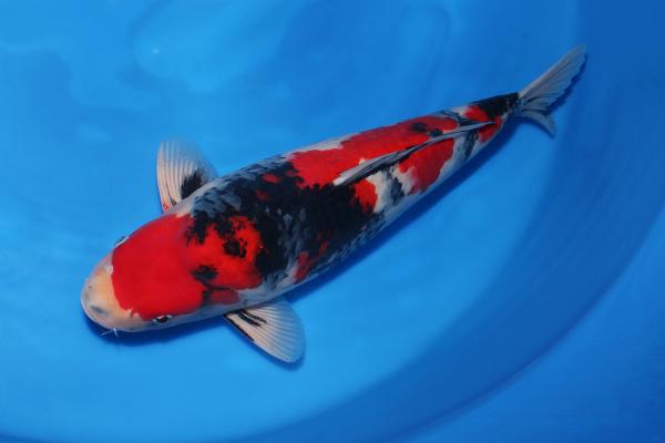 昭和♂　　50㎝