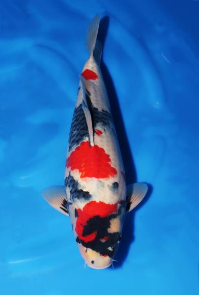 昭和♂　　49㎝