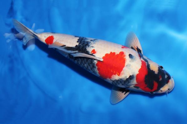 昭和♂　　49㎝