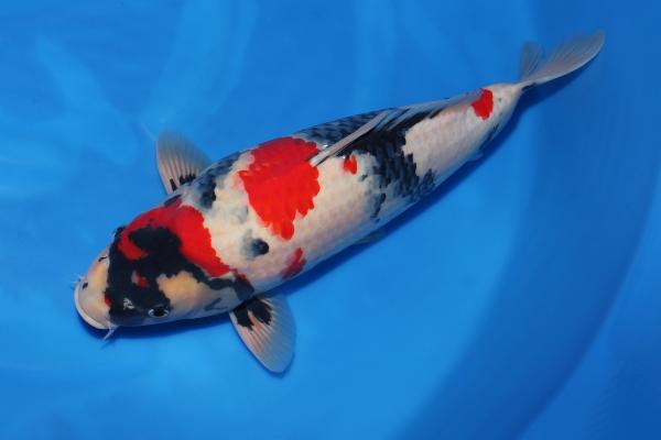 昭和♂　　49㎝