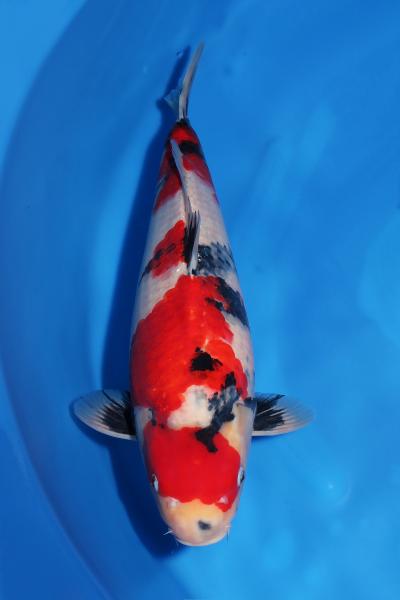 昭和♀　　51㎝