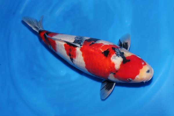 昭和♀　　51㎝