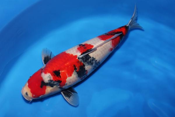 昭和♀　　51㎝