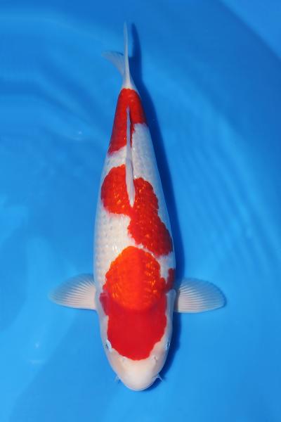 銀鱗紅白♀　　49㎝