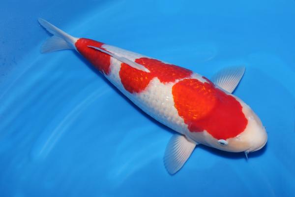 銀鱗紅白♀　　49㎝