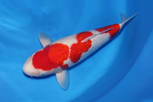 銀鱗紅白♀　　49㎝