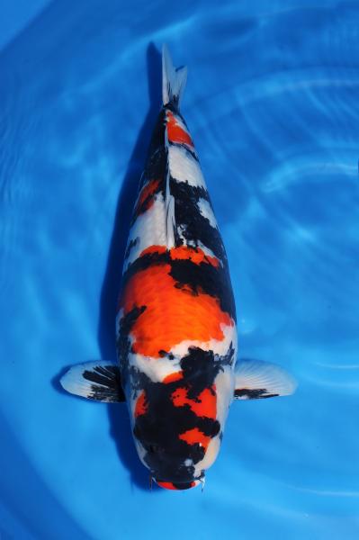 昭和♀　　63㎝