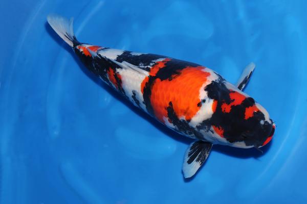 昭和♀　　63㎝