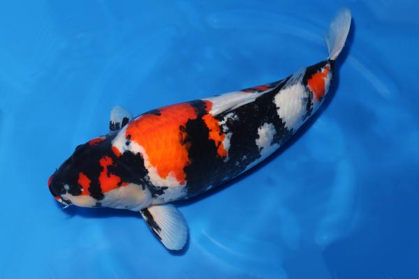 昭和♀　　63㎝