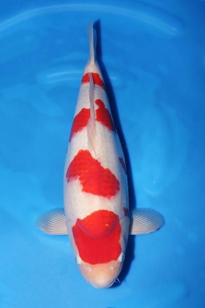 紅白♀　　47㎝