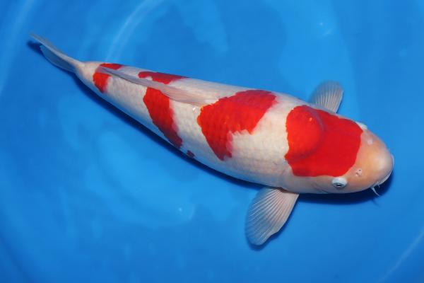 紅白♀　　47㎝