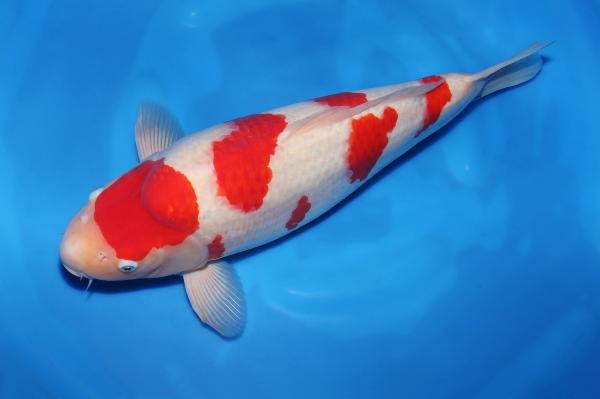 紅白♀　　47㎝