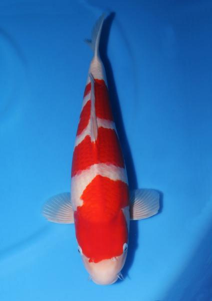紅白♀　47㎝