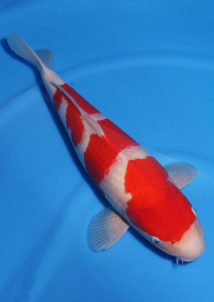紅白♀　47㎝