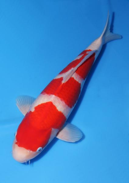 紅白♀　47㎝