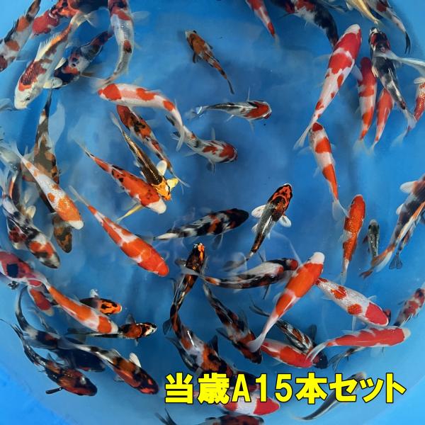 坂牧当歳A　15本セット