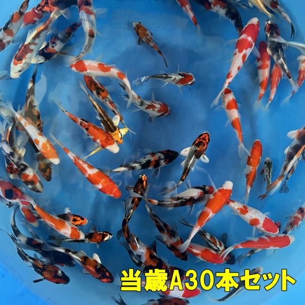 坂牧当歳A　30本セット