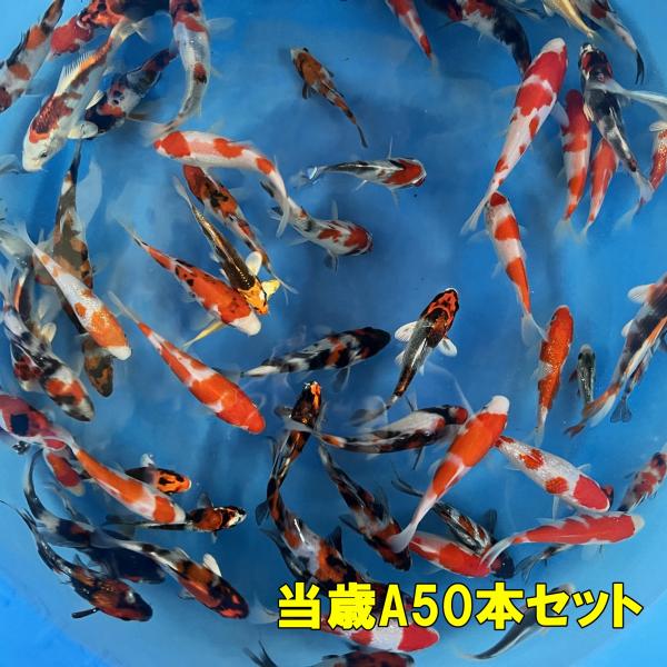 坂牧当歳A　50本セット