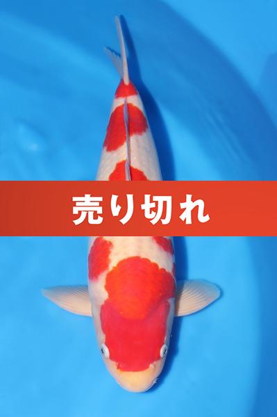紅白　　47㎝