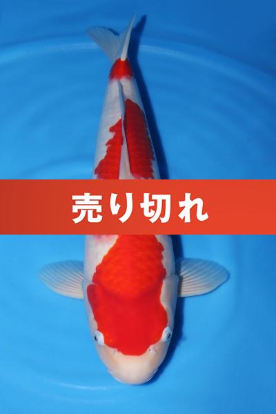 紅白♀　　53㎝