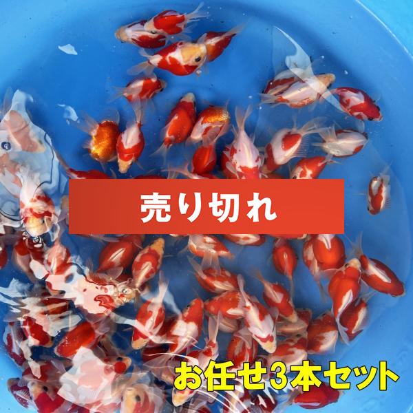 2022年産　 ジャンボ当歳3本セット