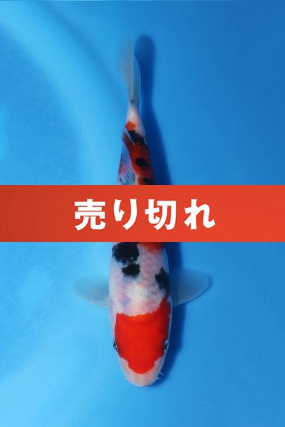 大正三色　　19.5㎝
