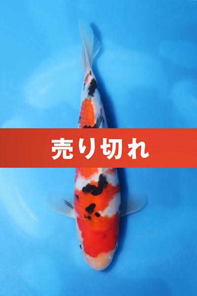 大正三色　　19.5㎝