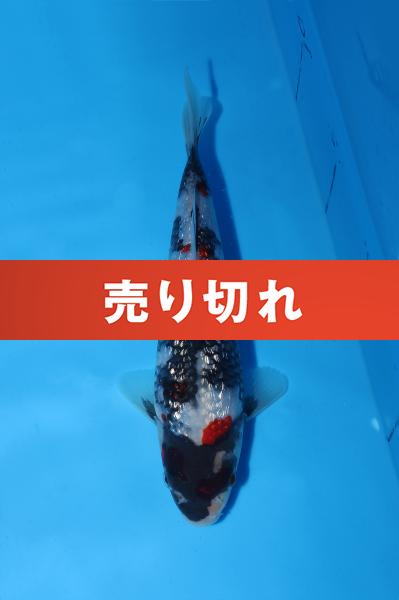 銀鱗昭和　18㎝