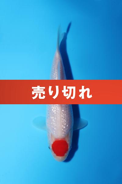 銀鱗丹頂　15㎝