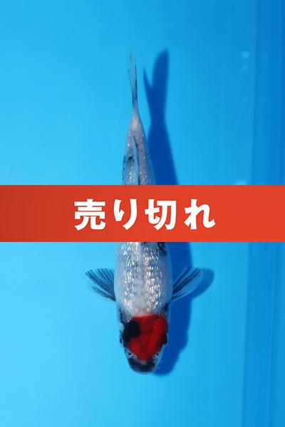 銀鱗丹頂昭和　15㎝