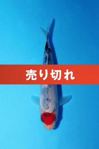 丹頂三色　15㎝