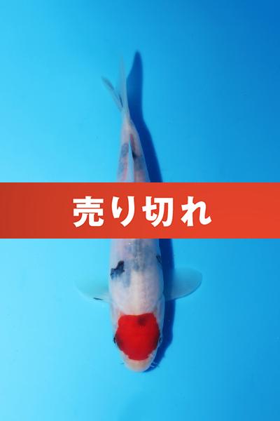 丹頂三色　16㎝