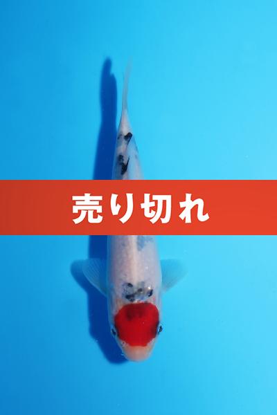 丹頂三色　17㎝