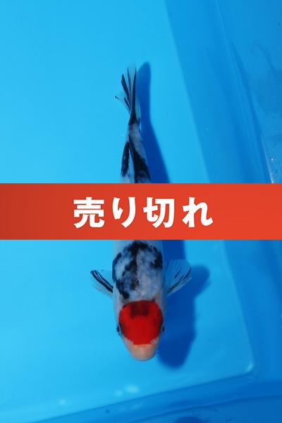 丹頂三色　17㎝