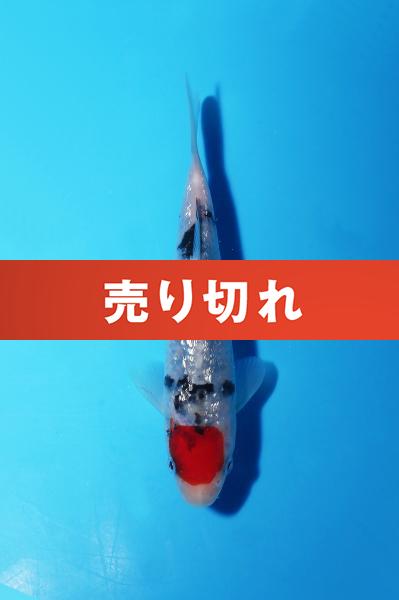 銀鱗丹頂三色　14㎝