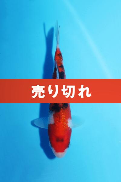 銀鱗三色　17㎝