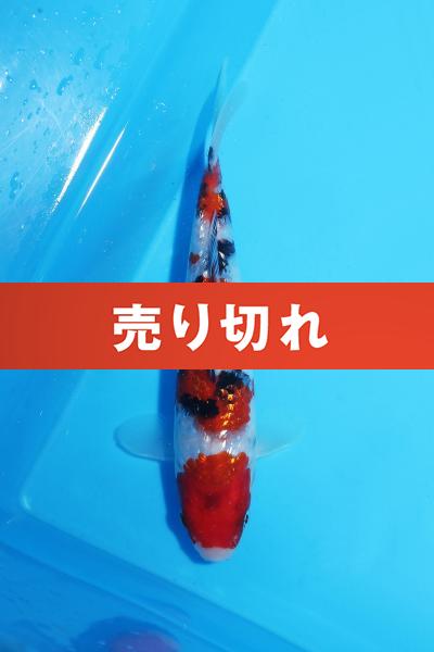 銀鱗三色　17㎝