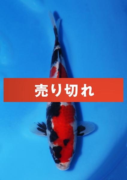 昭和　28㎝