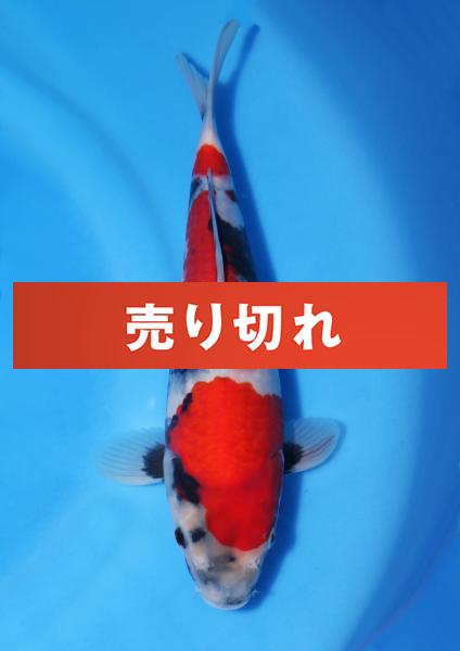 昭和　28㎝