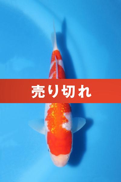銀鱗紅白　　20㎝