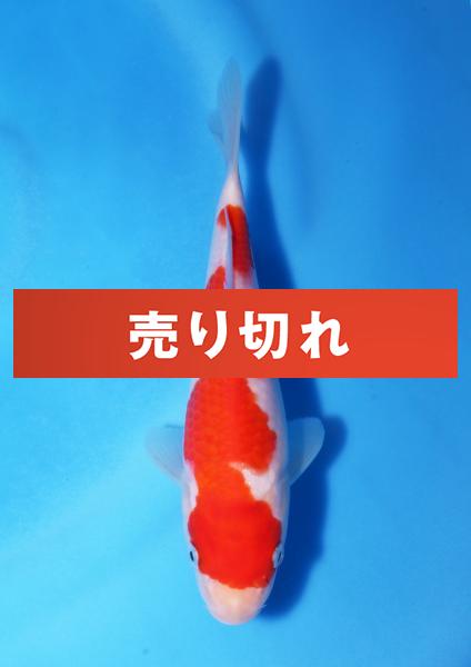 紅白　19㎝