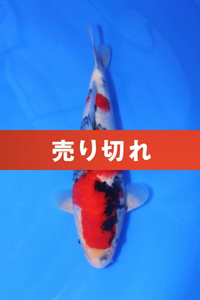 昭和　31㎝