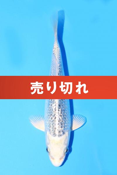 銀鱗銀松葉 18cm