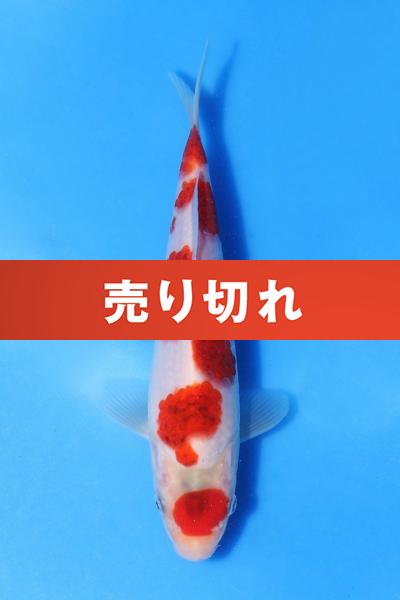 藍衣　　20㎝