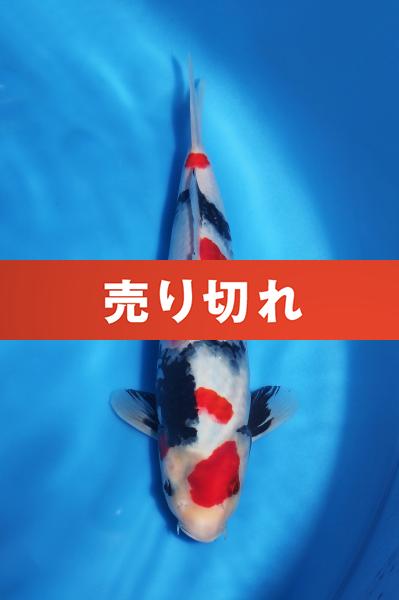 昭和　　34㎝