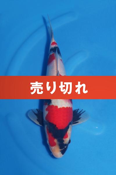 昭和♂　　35㎝