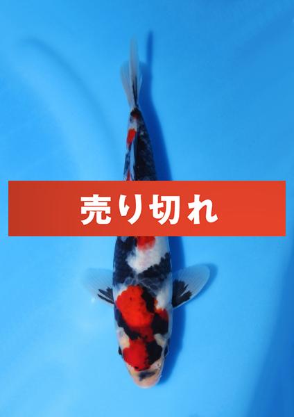 昭和　23㎝