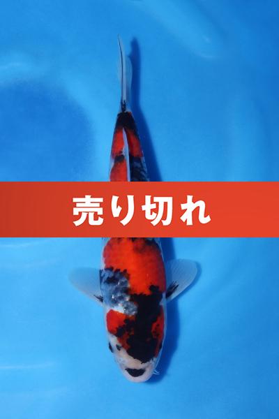昭和　　26㎝